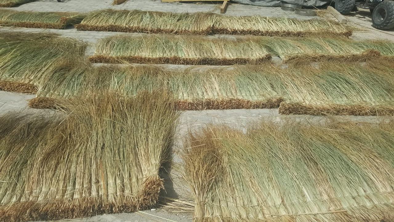 Kamış atıkları tarımsal sulamada kullanılıyor